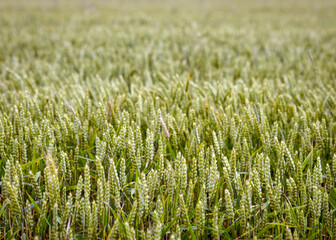 sunny landscape with cereal field, cereal spike texture, summer