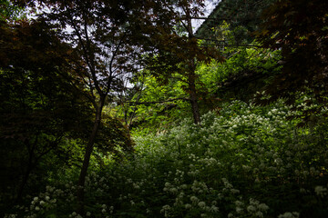 Obraz premium Beautiful green summer thick forest landscape with bright sunshine through the trees.