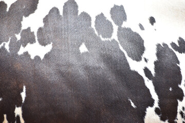 cow skin texture background, cow leather with fur background