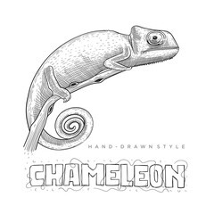 chameleon vector on a tree branch. hand drawn animal illustration © aritha