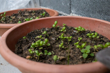 Close up shot of small clover plants growing in a flowerpot