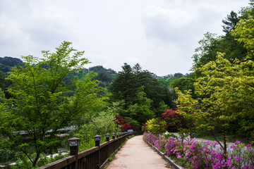 Beautiful green summer thick forest landscape with bright sunshine through the trees.