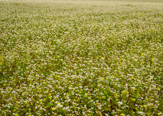 beautiful landscape with buckwheat field, close-up of white buckwheat flowers, summer time