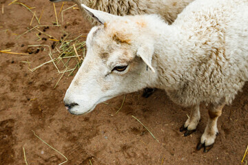 White sheep in the farm at summer