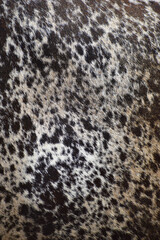 cow skin texture background, cow leather with fur background