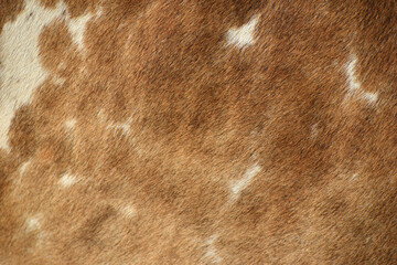 cow skin texture background, cow leather with fur background
