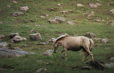 Lindo cavalo selvagem amarelo branco nas montanhas