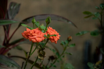  The orange rose can say “I am so proud of you” with their meaning of admiration and excitement.