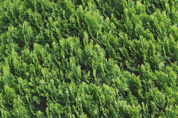 Oriental arborvitae (Platycladus orientalis)