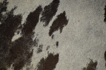 cow skin texture background, cow leather with fur background