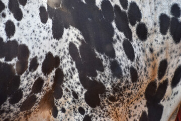 cow skin texture background, cow leather with fur background