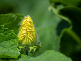 カボチャの花のつぼみ