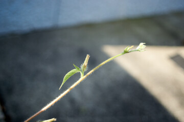 アサガオのつる・アップ・つぼみ