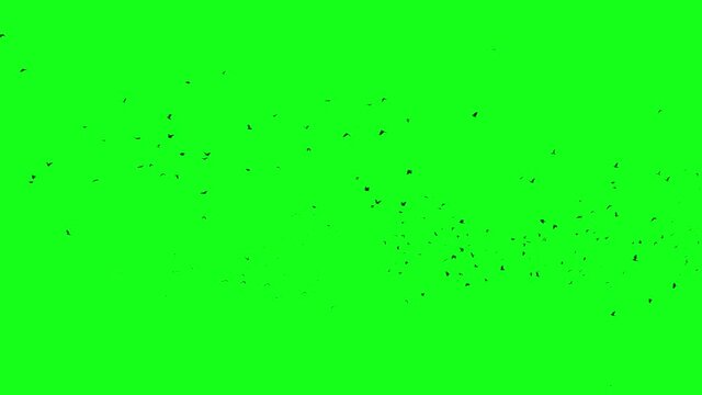 Crow Birds in big flock circling in sky. Video footage with green screen chroma key in Ultra HD 4k