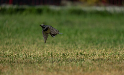 Pássaro leventando voo da relva