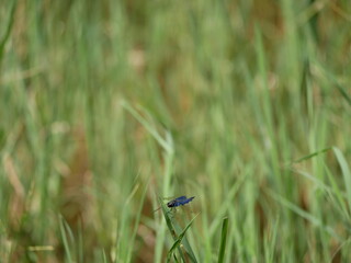 Rhyothemis triangularis (sapphire flutterer) perching in grass edge of pond at the afternoon.