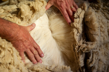 Obraz premium The wool of a sheep is touched by hands