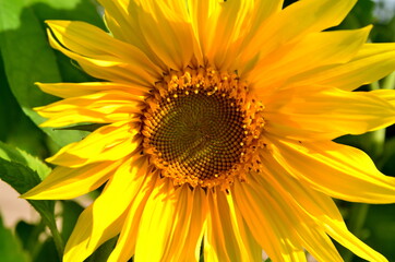 Beautiful yellow sunflower close-up, in the garden in summer