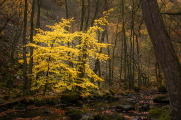Vibrant yellow trees in the dark and moody woodlands of  Söderåsens Nationalpark, Sweden