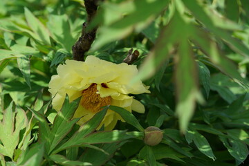 Light Yellow Flower of Peony in Full Bloom
