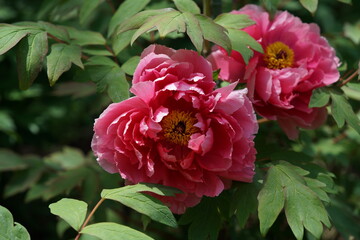 Light Pink Flower of Peony in Full Bloom
