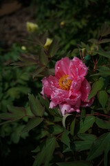 Light Pink Flower of Peony in Full Bloom
