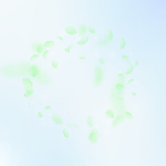 Fototapeta premium Green flower petals falling down. Stylish romantic