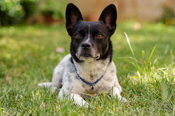 Cute little dog in black and white colors, lying on the grass.
