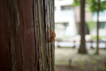 セミの抜け殻・住宅街の公園・アップ