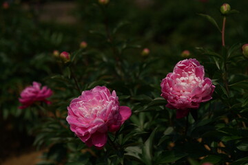 Double-petal, Light Pink Flower of Peony in Full Bloom

