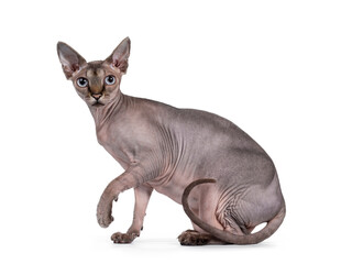 Cute Sphynx cat, sitting side ways. Looking at camera with one paw playful in air. Isolated on white background.