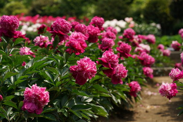 Double-petal, Light Pink Flower of Peony in Full Bloom


