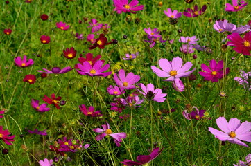 Obraz na płótnie Canvas Cosmos flowers (Cosmos Bipinnatus) blooming in the summer garden
