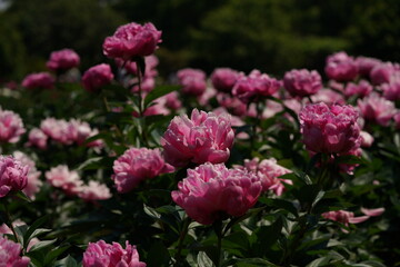 Double-petal, Light Pink Flower of Peony in Full Bloom

