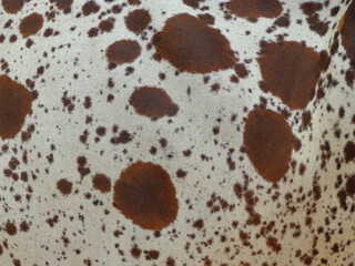 cow skin texture background, cow leather with fur background