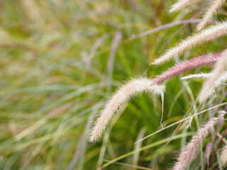 GRAMINEAE Setaria verticillate Panicum verticillatum flower booming in meadow on nature background