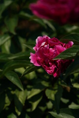 Light Pink Flower of Peony in Full Bloom

