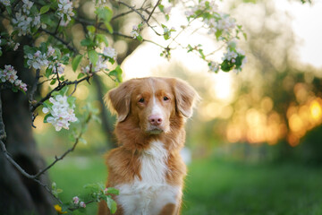 dog at trees. Nova Scotia Duck Tolling Retriever in flowers . Pet on nature