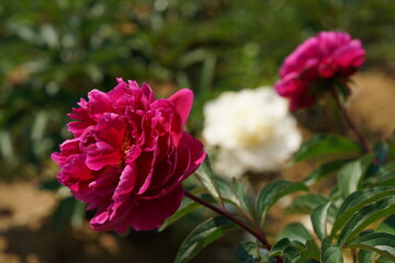 Double-petal, Pink Flower of Peony in Full Bloom

