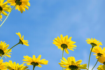 yellow daisies flowers against blue sky, perspective from low angle. fresh summer scene. Rural field with yellow flowers. Countryside summer joy. 