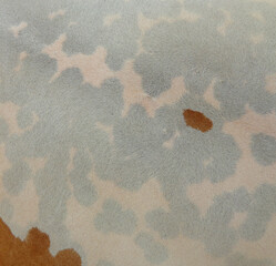 cow skin texture background, cow leather with fur background
