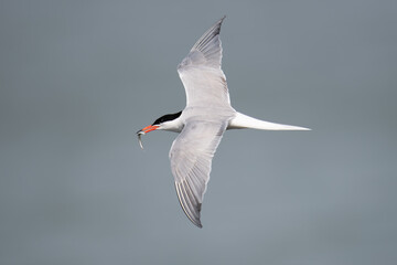 Flussseeschwalbe (Sterna hirundo)