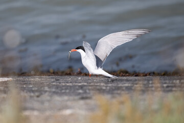 Flussseeschwalbe (Sterna hirundo)