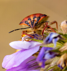 graphosoma frontal