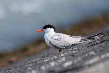 Flussseeschwalbe (Sterna hirundo)