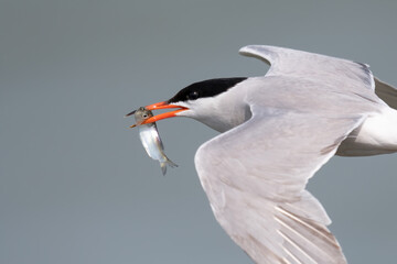 Flussseeschwalbe (Sterna hirundo)