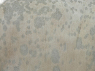 cow skin texture background, cow leather with fur background