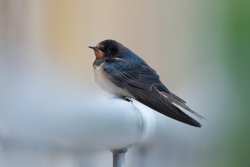 Rauchschwalbe (Hirundo rustica)