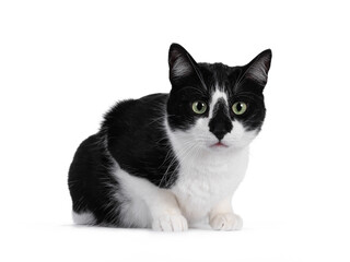 Handsome black and white house cat slaying down side ways. Looking straight ahead with green eyes. Isolated on white background.