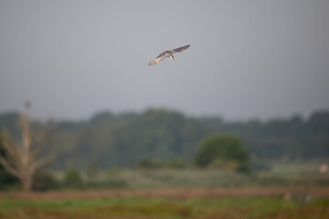 Wei&szlig;bartseeschwalbe (Chlidonias hybrida)
